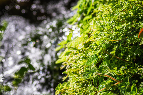 Close-up Vibrant Green Fern Leaf Detailed