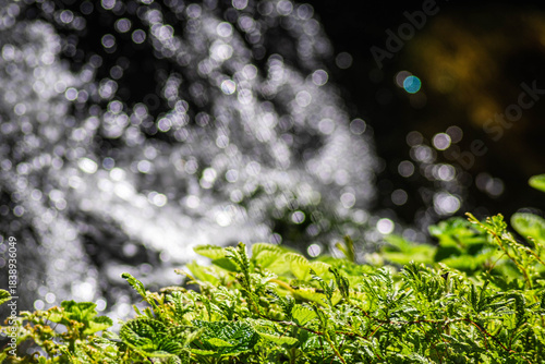 Close-up Vibrant Green Fern Leaf Detailed