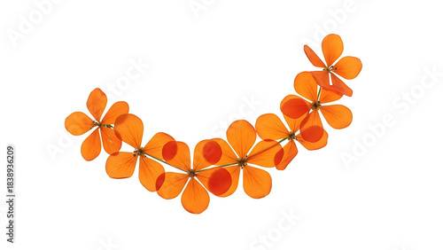 Beautiful orange flower petals arranged in a curved line