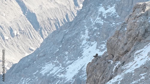 The bearded vulture cleans feathers on the rocks (Gypaetus barbatus)