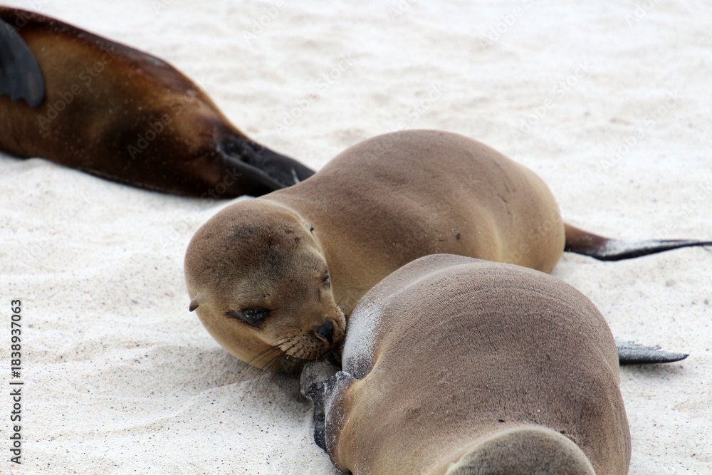 Fototapeta premium Baby seal suckles from its mother animal - Galapagos Island, Ecuador, South America