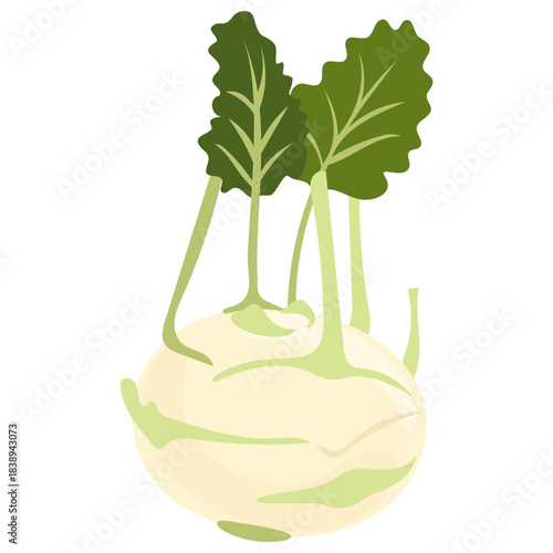 Kohlrabi
