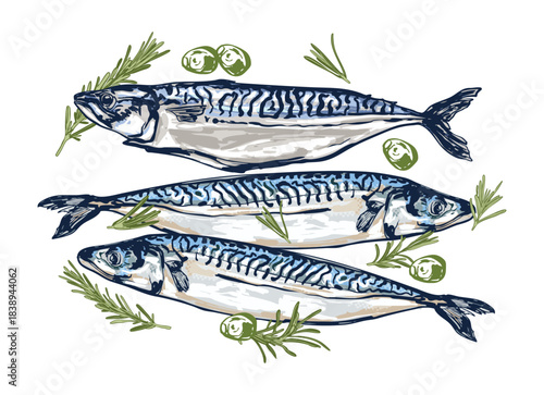 Fresh Mackerel with Olive and Rosemary Illustration