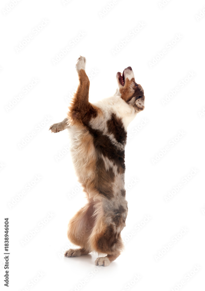 Obraz premium australian shepherd in studio