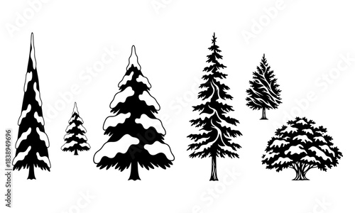 Variety of black silhouette trees, winter pines, spruces, and deciduous oaks