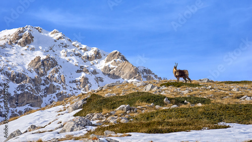 Rupicapra pyrenaica ornata - Il camoscio appenninico - Gran Sasso d'Italia, Abruzzo