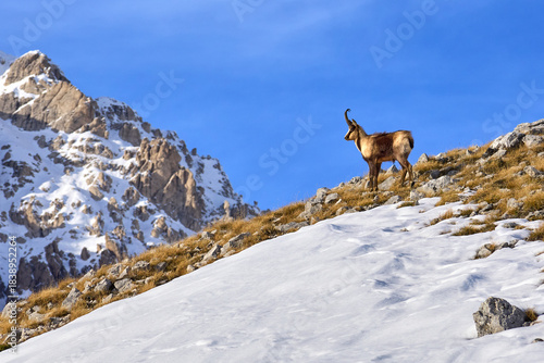 Rupicapra pyrenaica ornata - Il camoscio appenninico - Gran Sasso d'Italia, Abruzzo