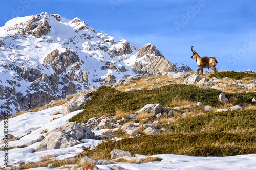 Rupicapra pyrenaica ornata - Il camoscio appenninico - Gran Sasso d'Italia, Abruzzo