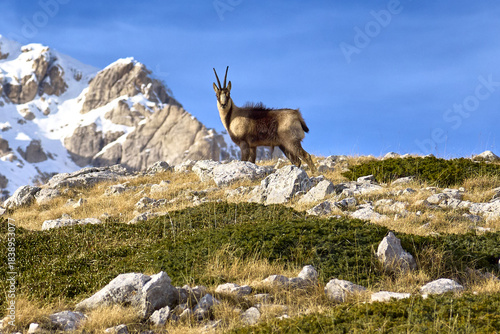 Rupicapra pyrenaica ornata - Il camoscio appenninico - Gran Sasso d'Italia, Abruzzo