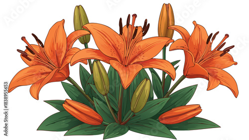 A vibrant illustration of orange lily flowers with green leaves and buds.