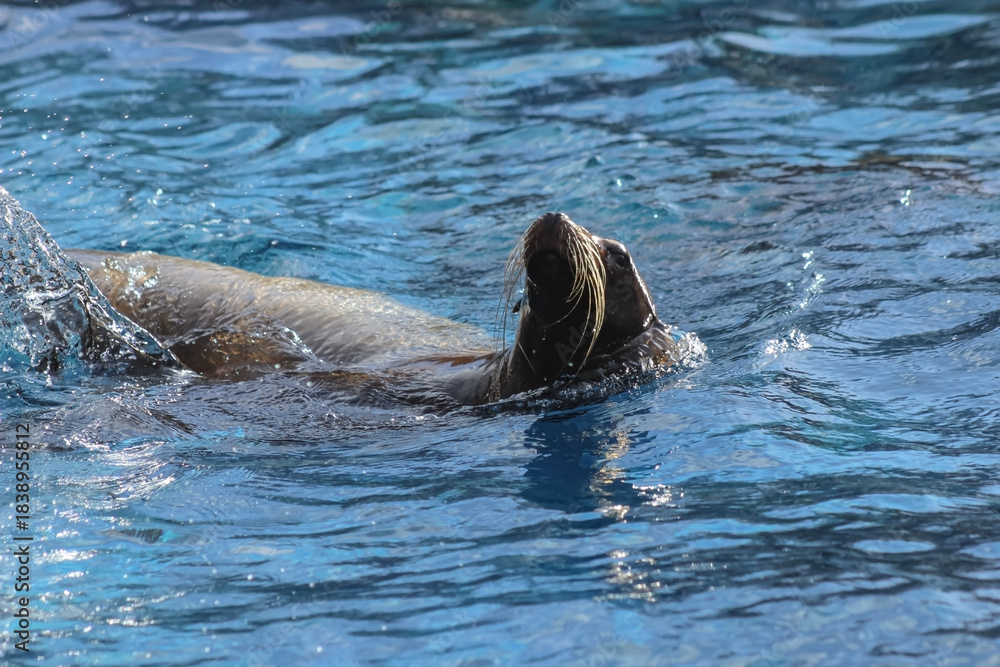 Fototapeta premium sea lion swimming