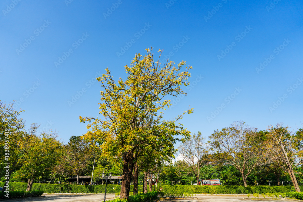 Obraz premium Large trees again blue sky, view from below. green foliage and leaves.