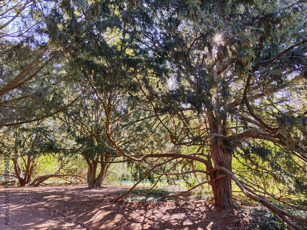 Fototapeta premium Ancient yew trees with spreading branches in a park - The Palace Garden, Malmo