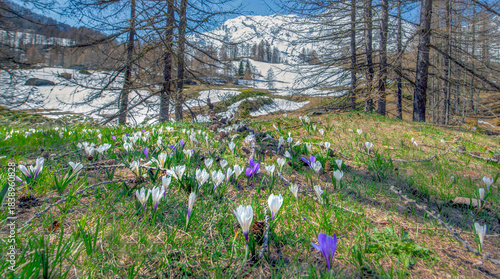 violet and white wild crocus blooming in a meadow at spring with snowy mountain landscape background