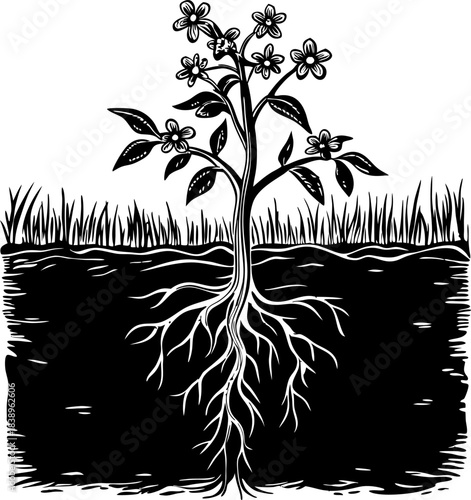 Flowering plant with detailed roots underground, botanical illustration of growth, nature cycle and ecosystem connection, black and white