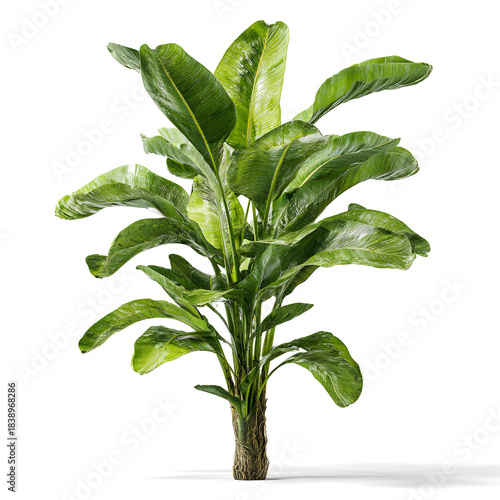 Lush green plant in natural light: A vibrant, verdant plant stands tall and proud, bathed in the soft glow of natural light, showcasing the exquisite details of its leaves and structure.