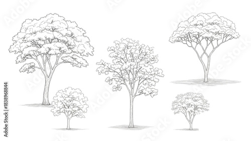Variety of Illustrated Cad Trees in Intricate Outline Sketches, Suitable for Natural Landscape Elements