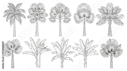 Diverse Collection of Tropical Palm Trees and Banana Plants Line Art Vector Set for Design