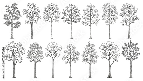 Collection of diverse hand-drawn tree illustrations, showcasing various botanical forms and seasonal representations in detailed line art