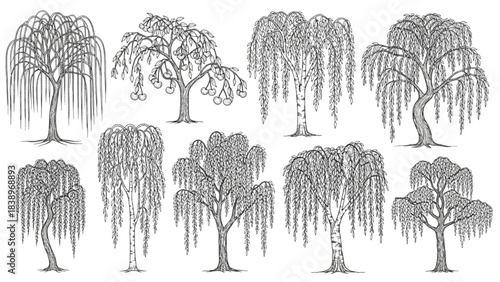 Collection of Diverse Weeping Trees Graceful Line Art Illustrations of Willow and Birch Species in Nature