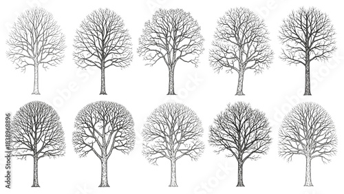 Collection of diverse bare trees, illustrating the skeletal beauty and natural patterns of winter