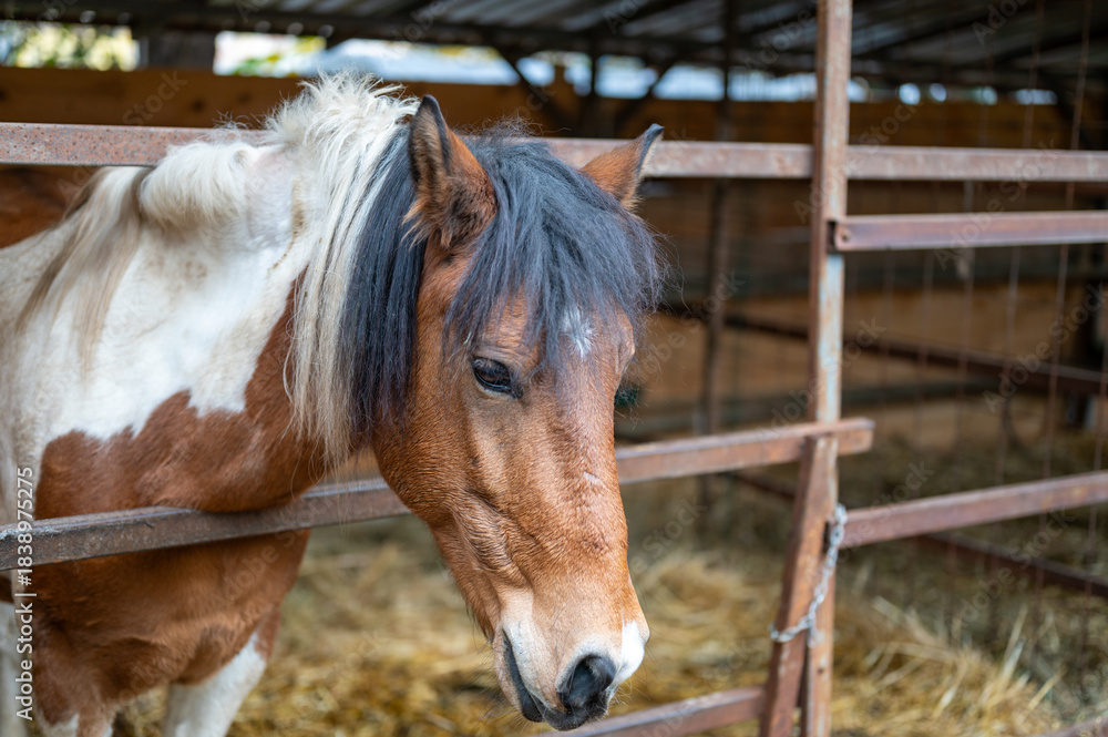 Fototapeta premium Portrait of a horse from a winter shelter in the forest