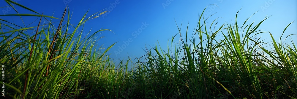 Fototapeta premium Lush Green Grass and Reeds Growing under Clear Vibrant Blue Sky in Wide Low Angle Panoramic View