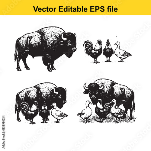 Classic farm animal illustrations featuring bison, chickens, and ducks in an authentic, hand-drawn, black and white style