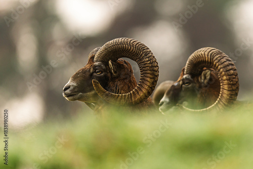 Autumn Mouflon Ovis orientalis musimon ram standing alert on frosty meadow morning