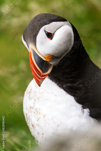 Atlantic Puffin Fratercula arctica resting on cliff edge in soft light portrait