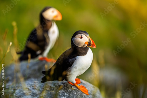 Atlantic Puffins Fratercula arctica standing on coastal rock during bright summer sunset