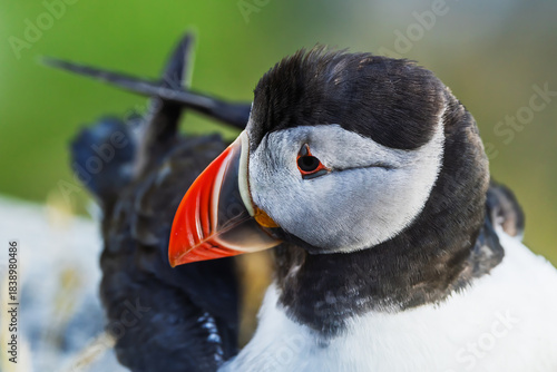Atlantic Puffin Fratercula arctica preening feathers on rock beside calm sea morning