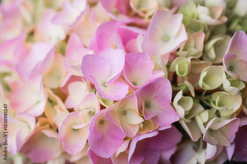 Obraz premium macro floral background of pink hydrangea petals – ideal for wallpapers, fabric design, or romantic aesthetic compositions.