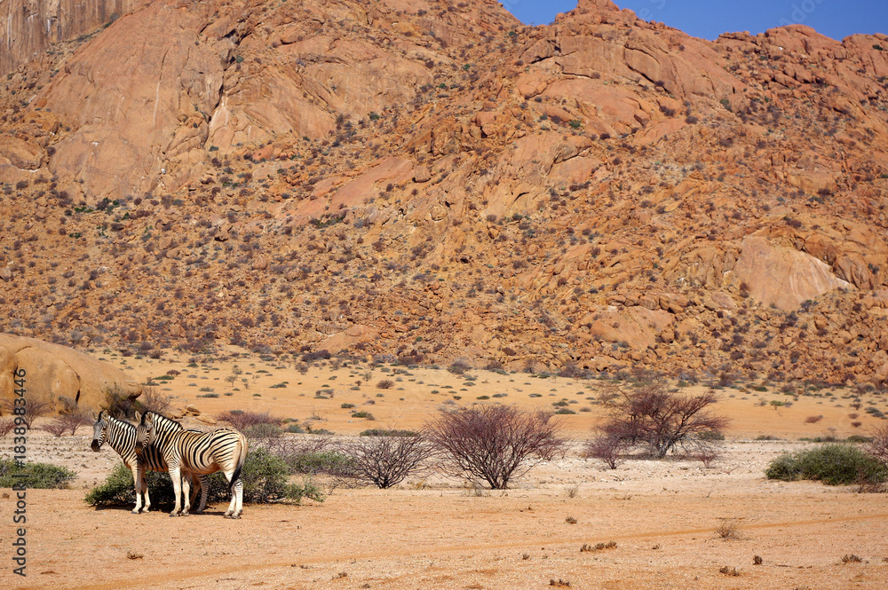 Naklejka premium Zèbres au Spitzkoppe, Namibie