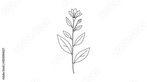 Black and white line drawing of a flowering plant stem with opposite leaves