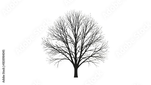Black and white silhouette of a deciduous tree with bare branches
