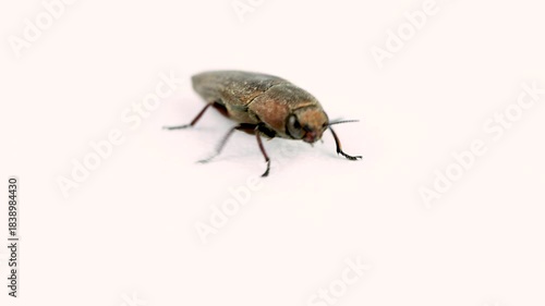 Macro Photography of Elongated Metallic Wood-Boring Beetle, Likely Buprestis Species