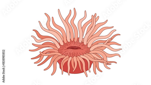 Cartoon illustration of a pinkishorange sea anemone with waving tentacles