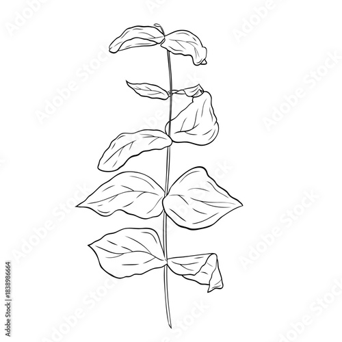 Eucalyptus line drawing featuring a delicate botanical branch with softly contoured leaves. Graphic black and white ink vector. For the design of postcards, stickers, prints