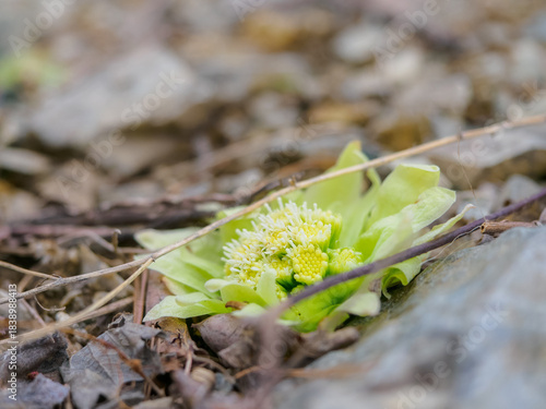 フキノトウが顔を出す