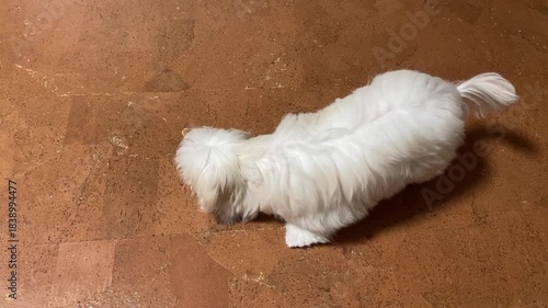 Maltese puppy nibbles dried bull pizzle. Bully Stick is a natural chewable treat for dogs made from dried bull penis.