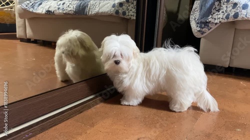 Maltese puppy barks at its reflection in the mirror. Self-recognition behavior. Dog, mirror test. Exploratory reaction of puppy.