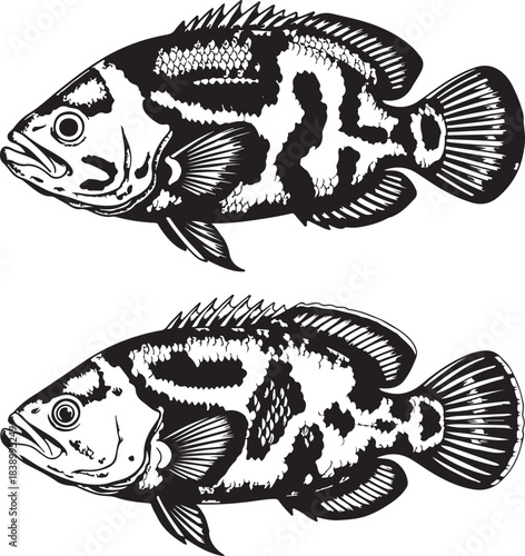 Two oscar fish hand drawn engraving style perfect for fishing club packaging design