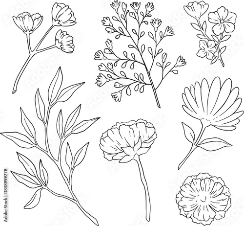 The ultimate bundle of 70+ diverse hand-drawn botanical line art elements. Featuring detailed wildflowers, stylized stems, leaves, and abstract berries. Perfect for large-scale projects like branding.
