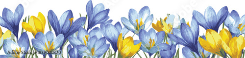 A seamless border of crocuses in various shades of blue and yellow, arranged neatly