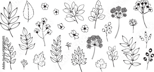 Hand Drawn Botanical Elements Collection Black and White Sketch.