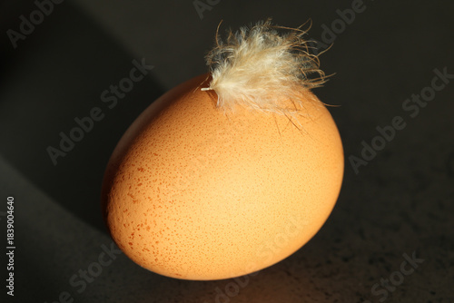 One farm brown egg with delicate  chicken feather showcasing its freshness and organic character. Organic food concept.