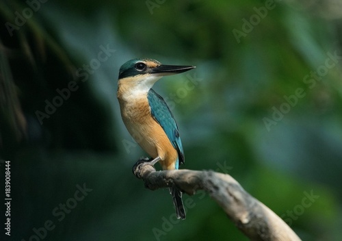 kingfisher on branch