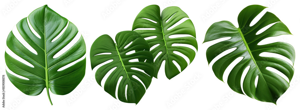 Naklejka premium PNG Vibrant tropical monstera leaves, element set on transparent background