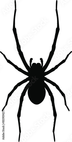 Spider Silhouette Insect Illustration Vector